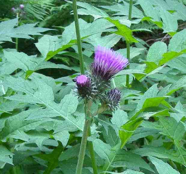 Cirsium alsophilum / Cardo montano